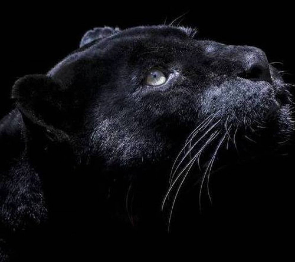 Пантера на темном фоне