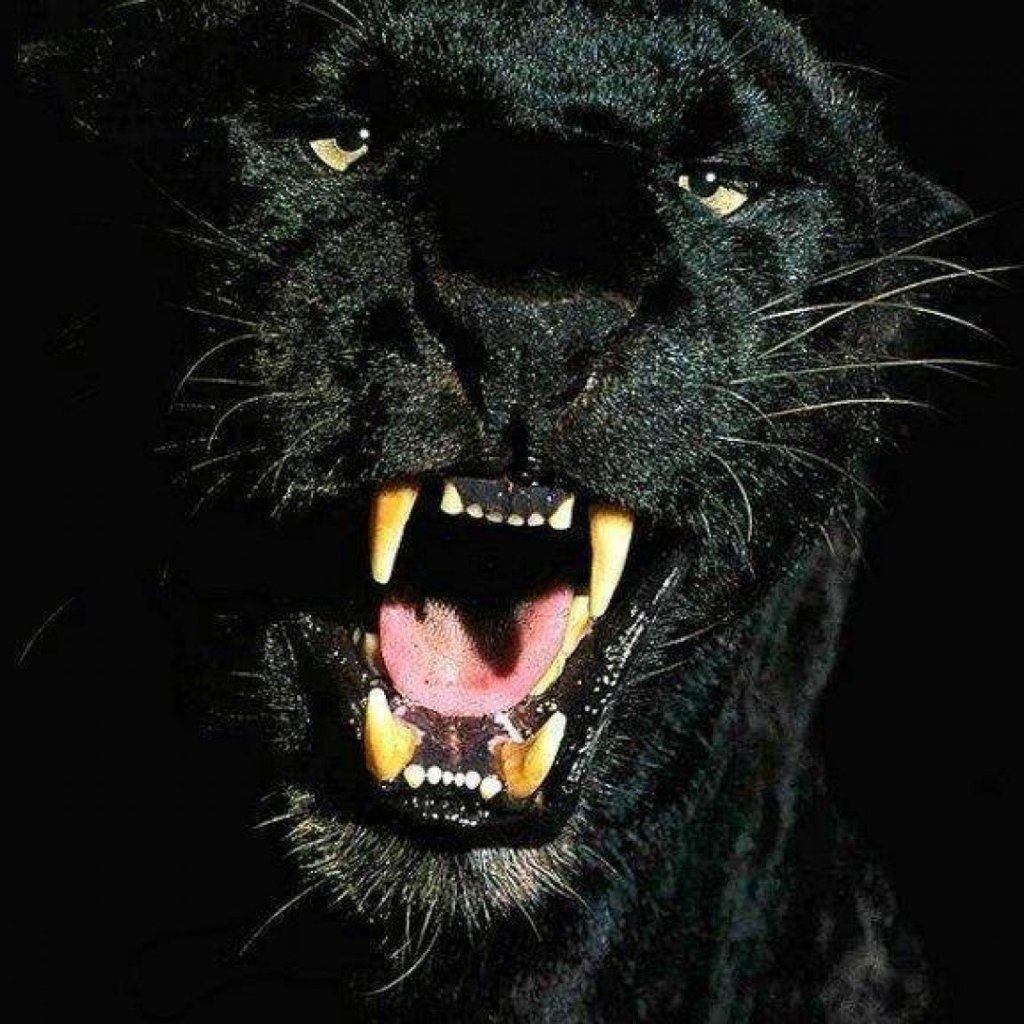 Кореллианская Песчаная пантера