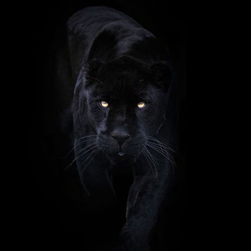 Пантера морда