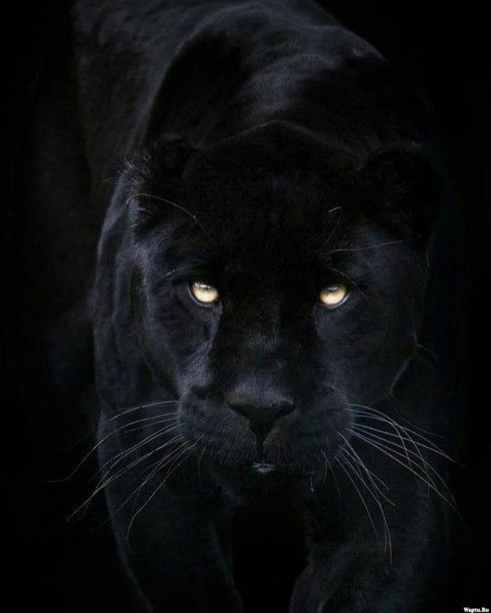 Черная пантера на черном фоне