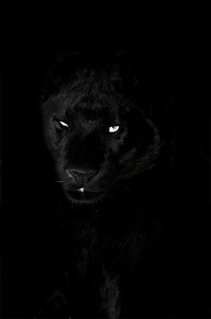 Взгляд из Темноты