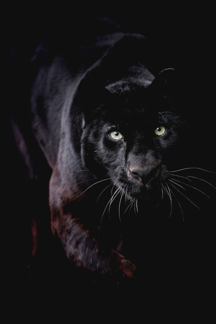 Черная пантера