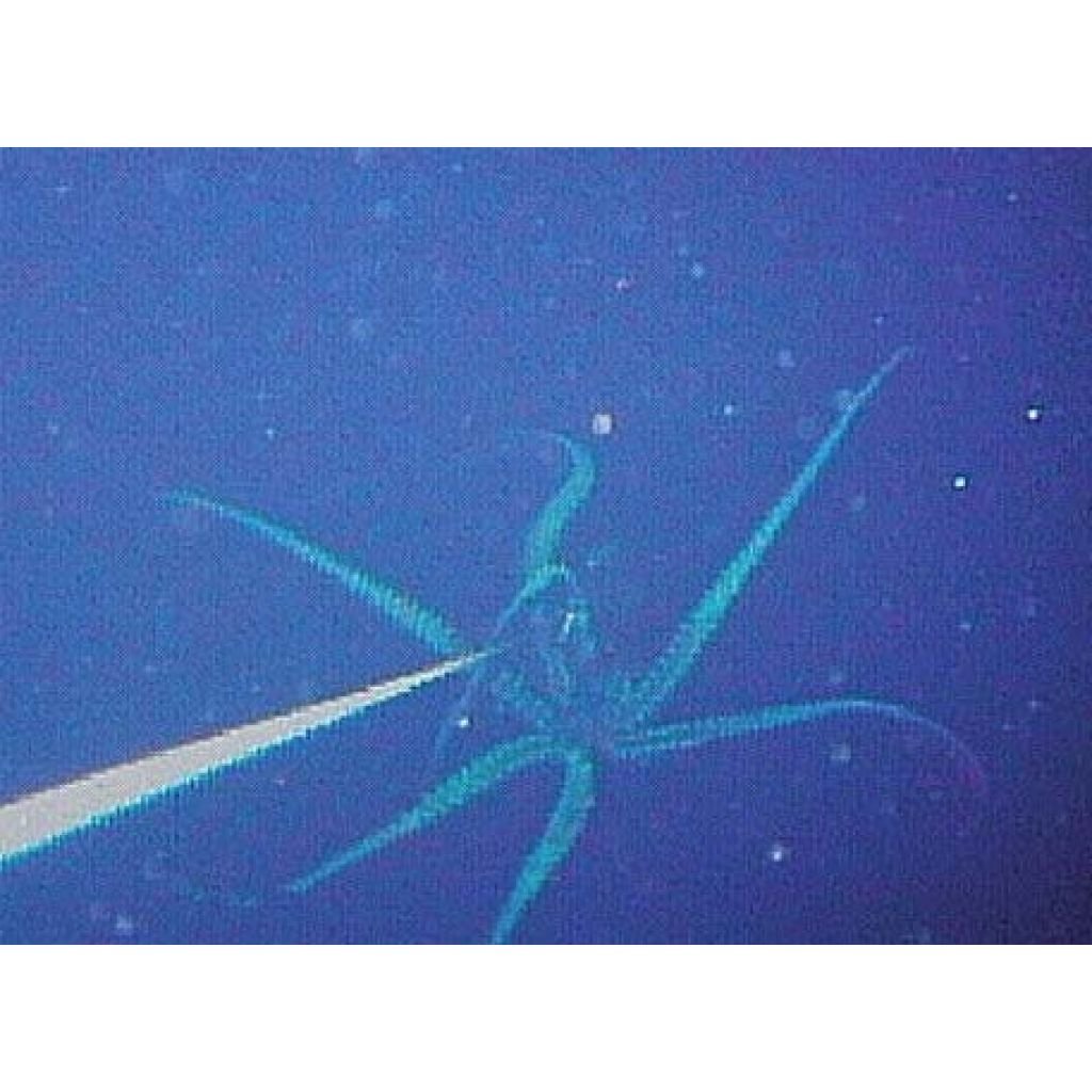 Кракен снятый на камеру