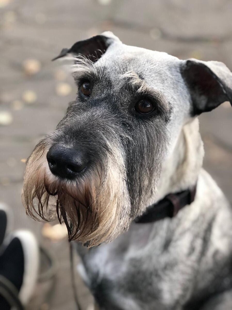 Бородатый шнауцер