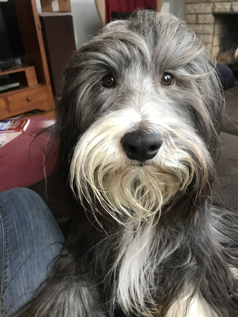 Жесткошерстный колли