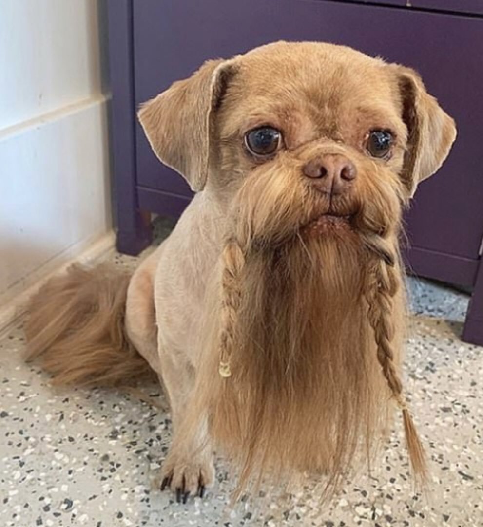 Бородатая собака шитцу