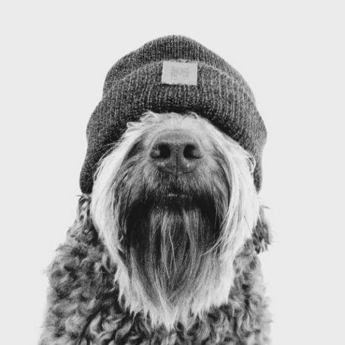 Собака хипстер