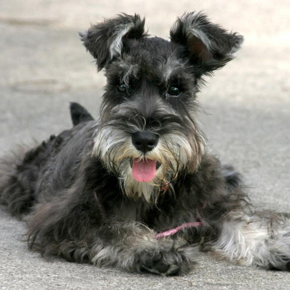 Ризеншнауцер Миттельшнауцер Цвергшнауцер