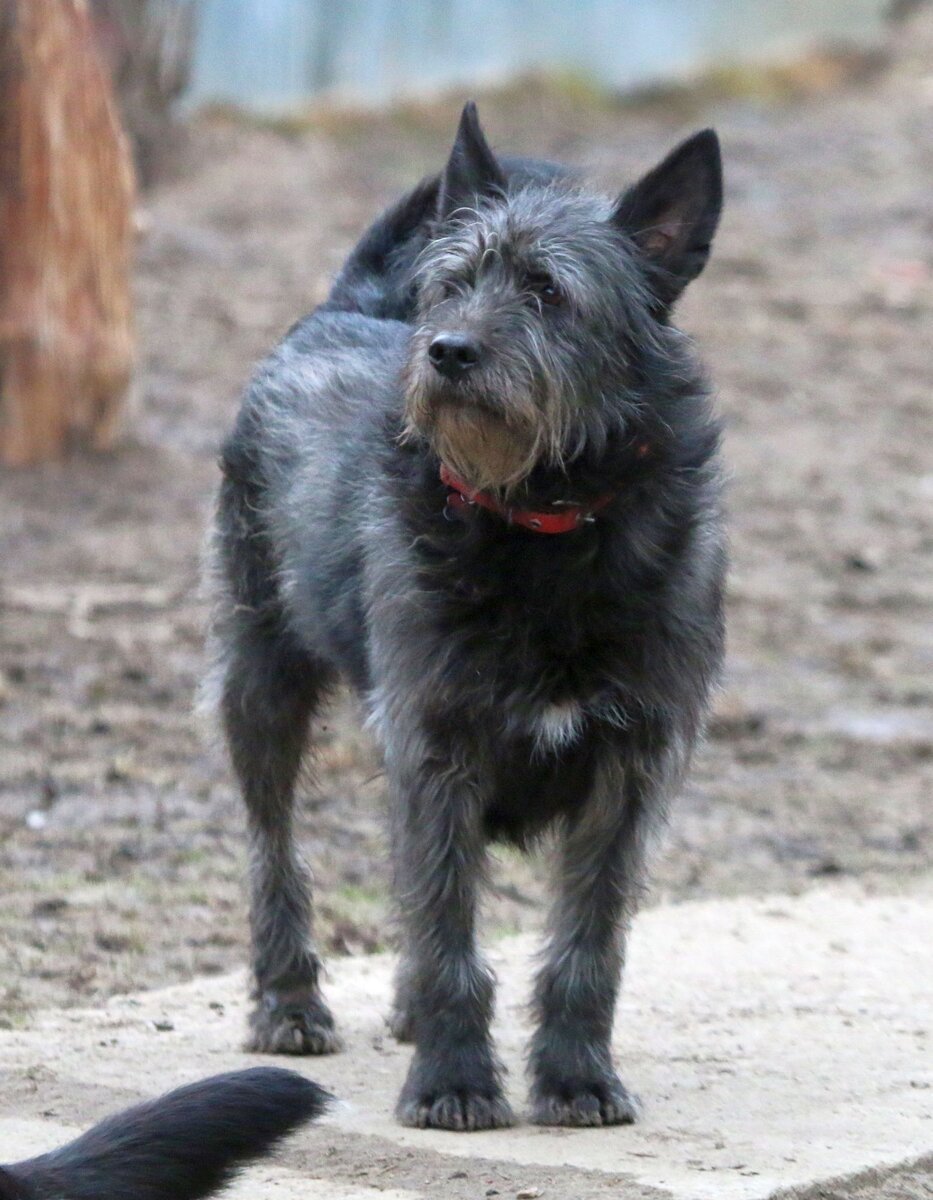 Серая бородатая собака