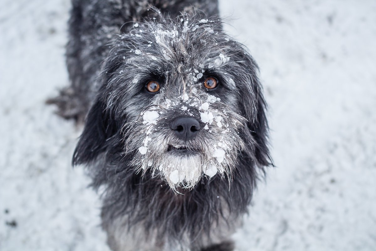 Лохмач терьер порода