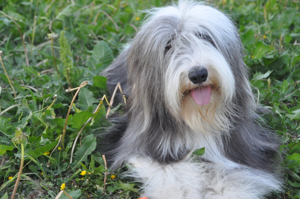 Бородатый колли и бобтейл