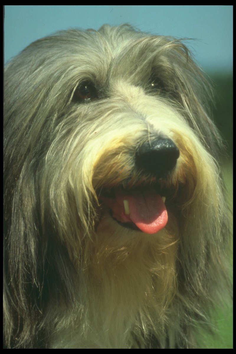 Усатый колли