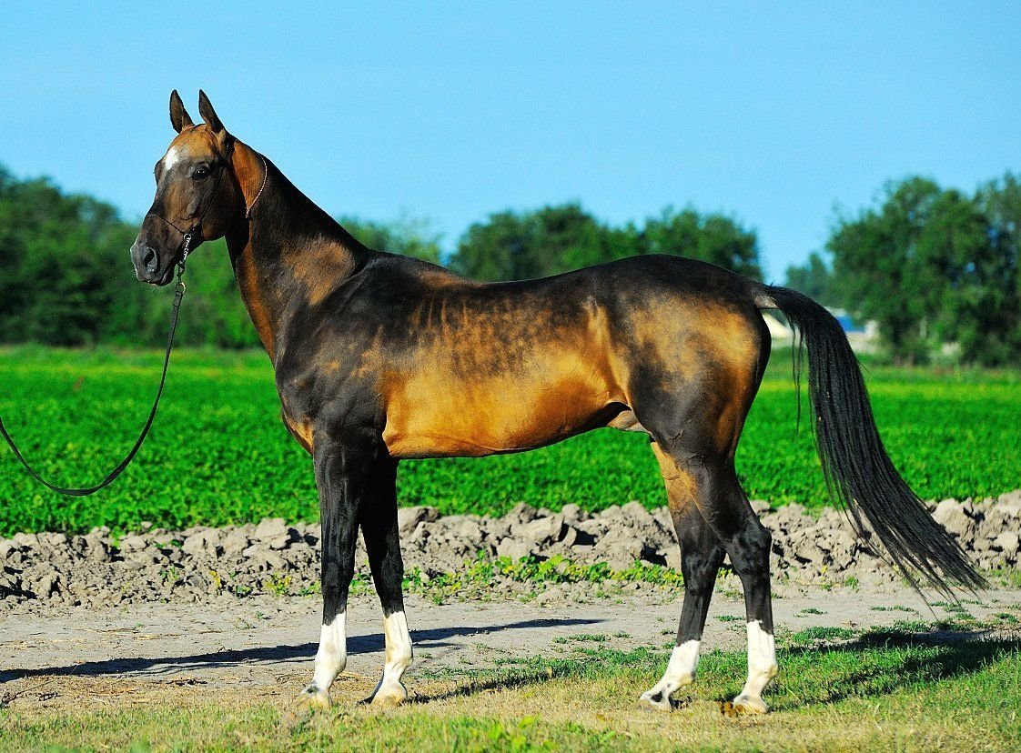 Мышастая масть ахалтекинец