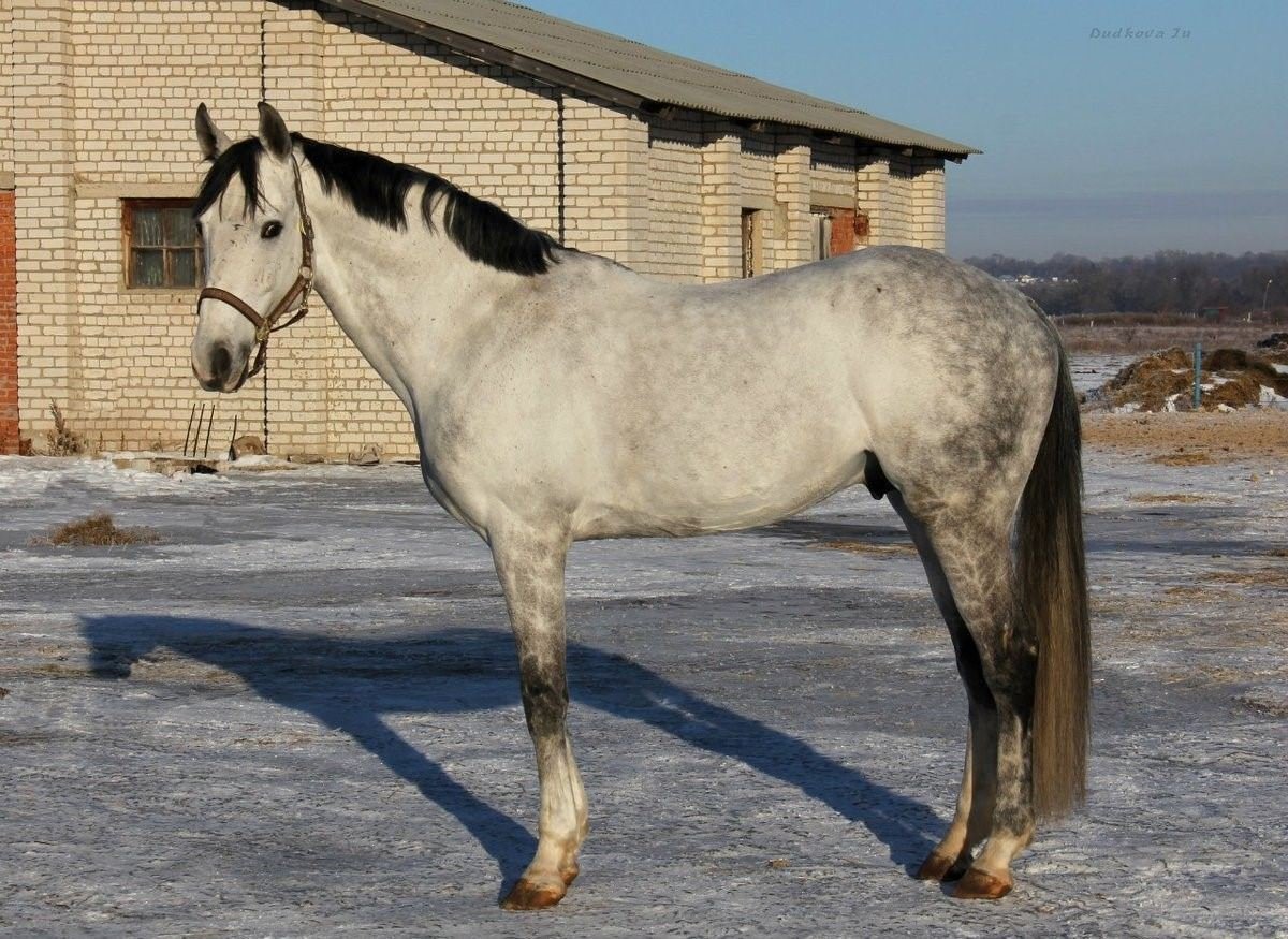 Мышастая Чалая масть