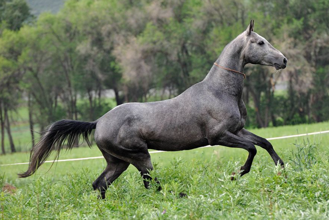 Пегий ахалтекинец