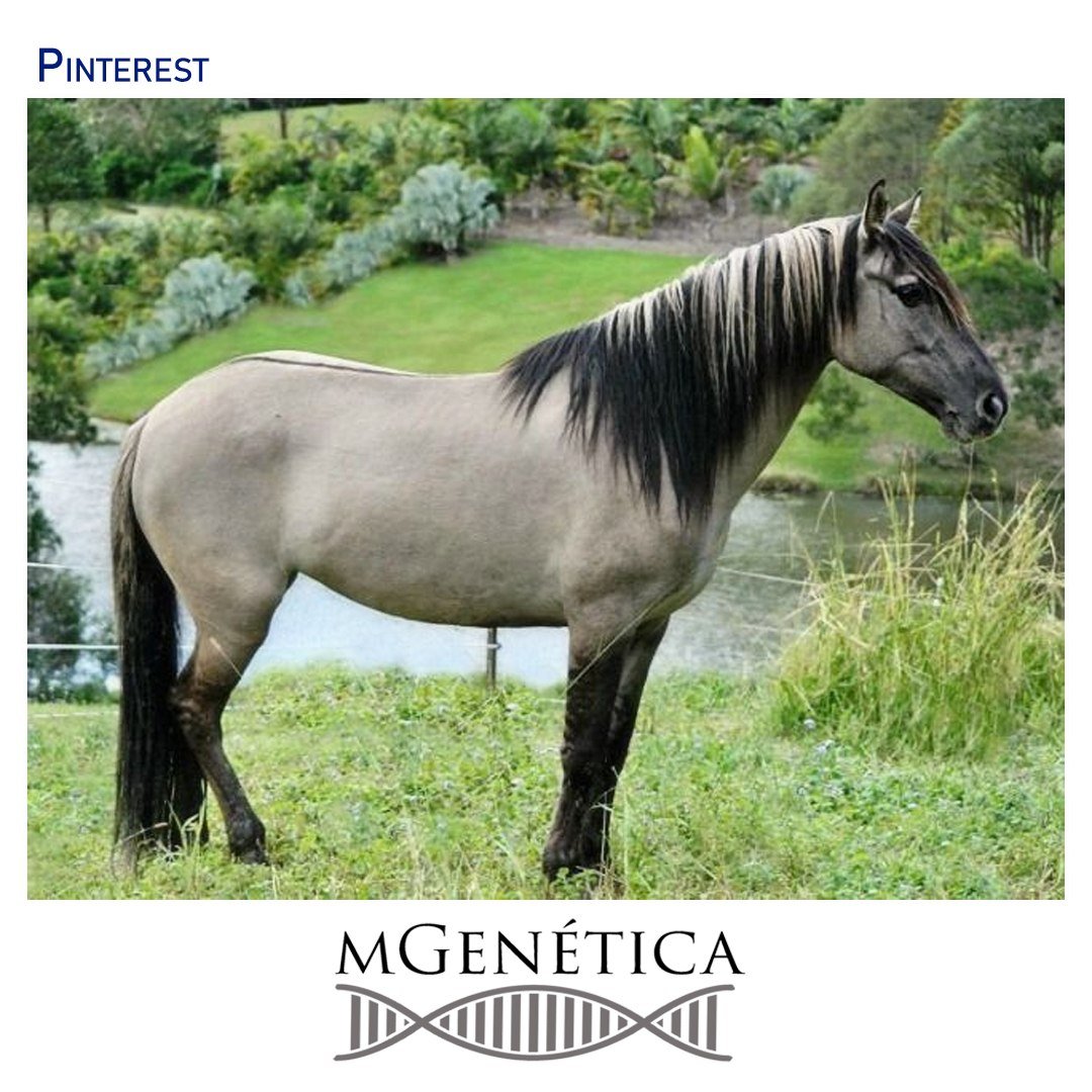 Мышастая масть лошади