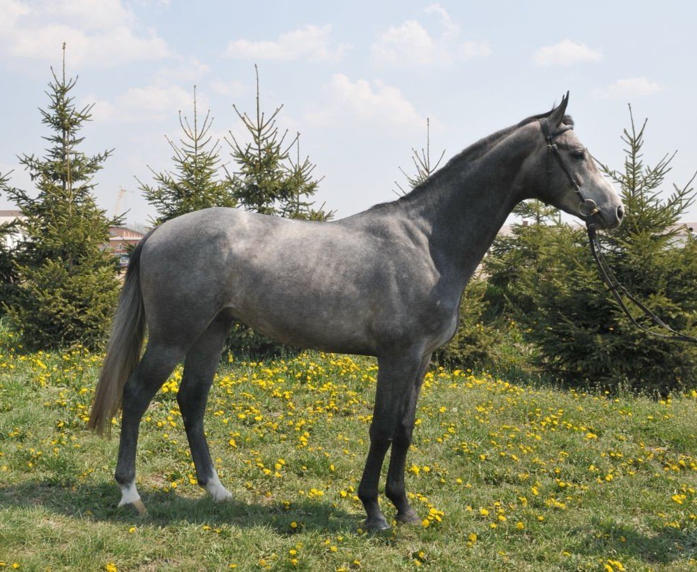 Мышастая саврасая масть