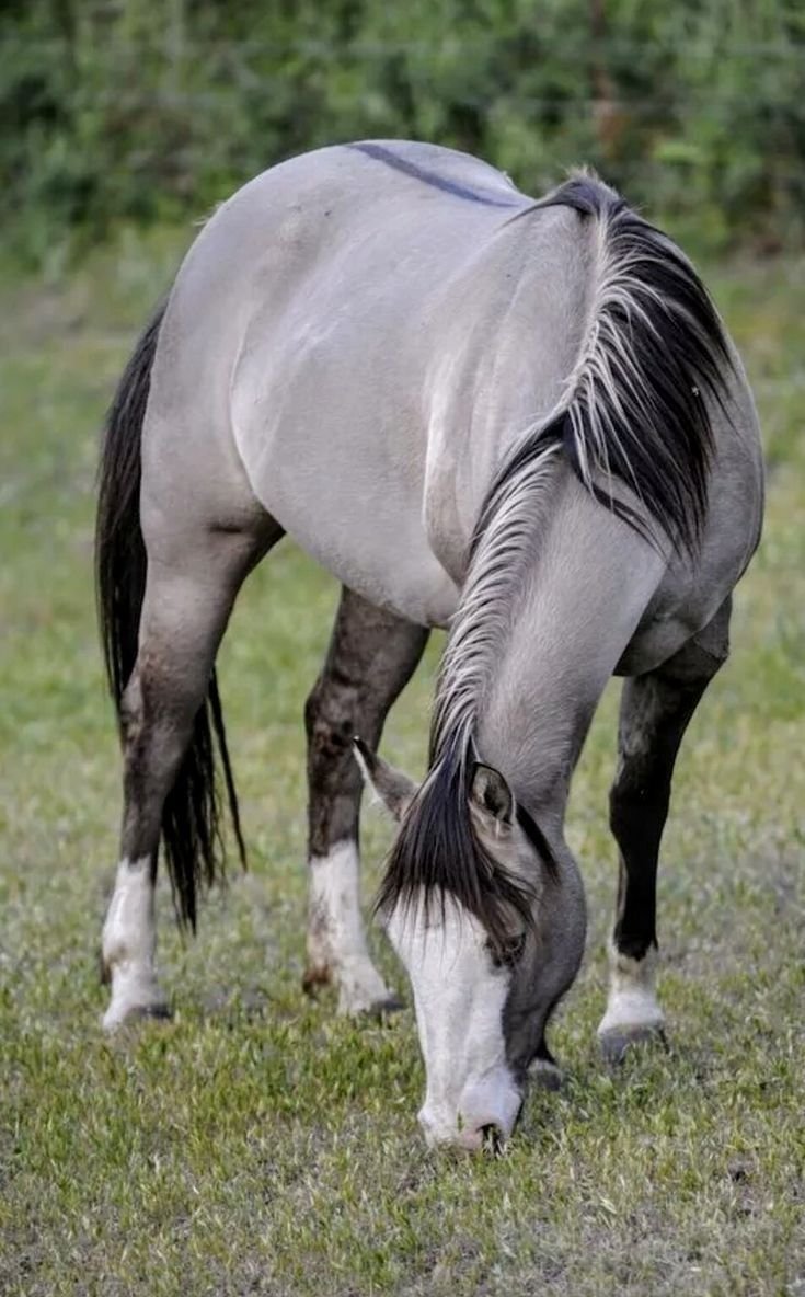 Вятская лошадь мышастая