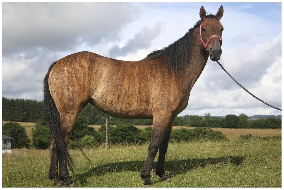 Мустанг тигровая гнедая