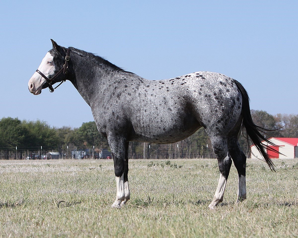 Аппалуза чубарая гнедая
