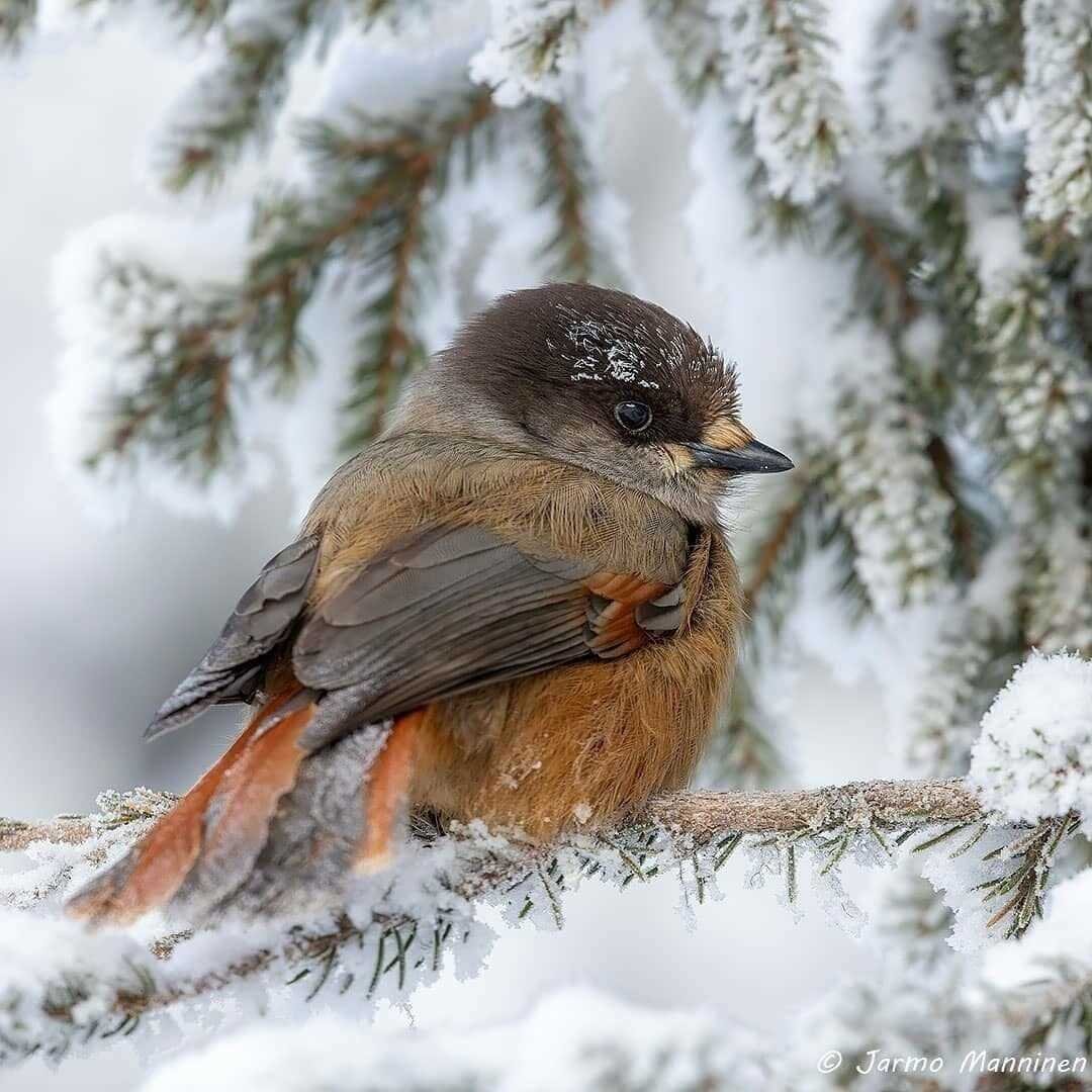 Кукша ронжа