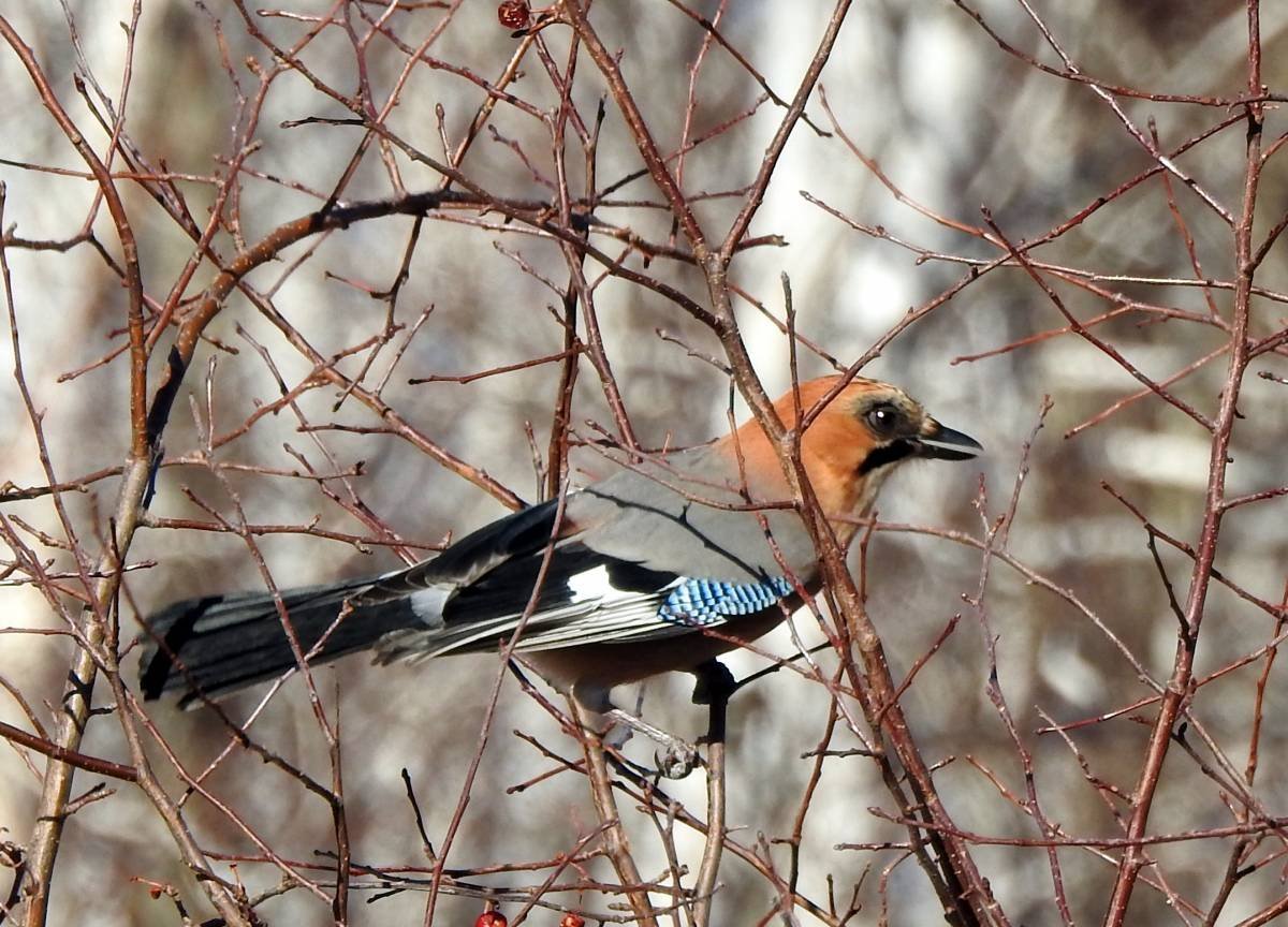 Сойка garrulus glandarius