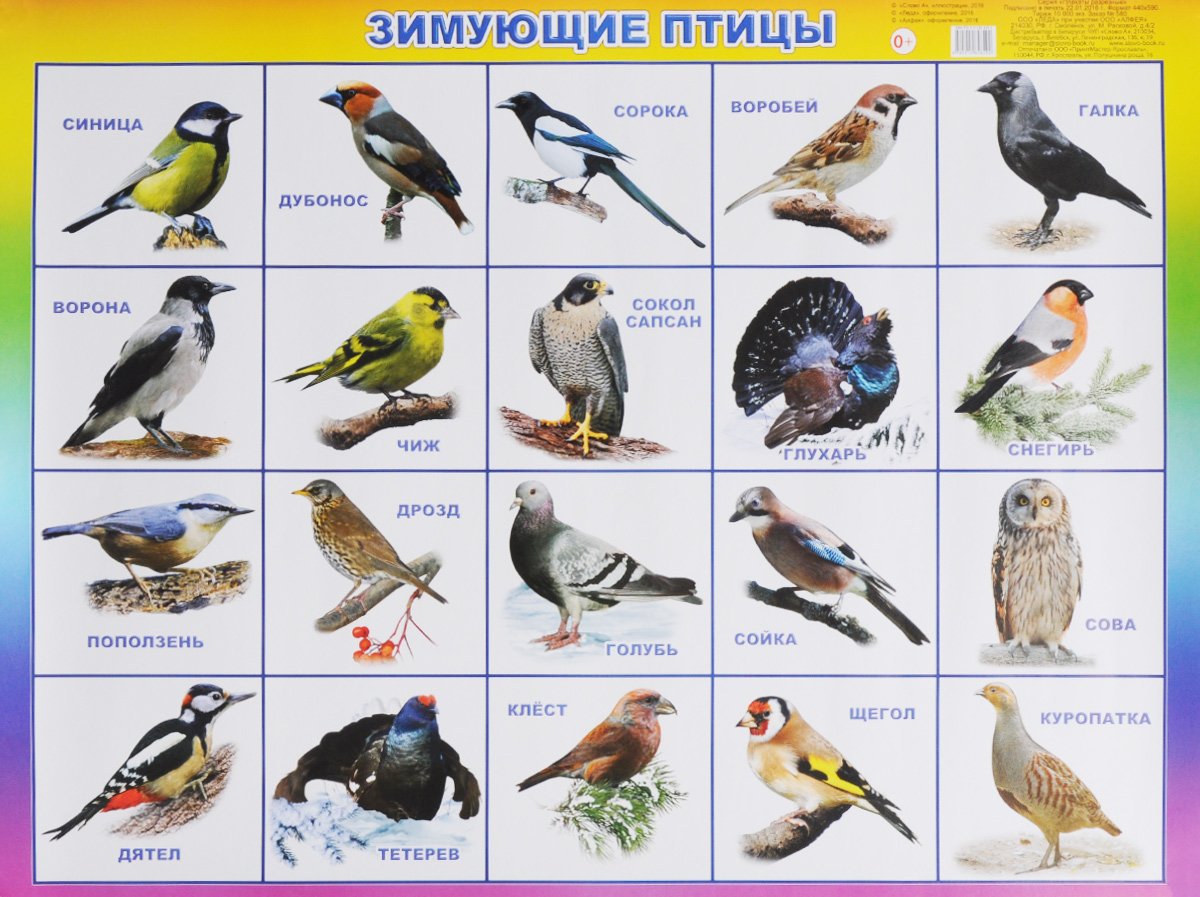 Карточки перелетные и зимующие птицы для детей