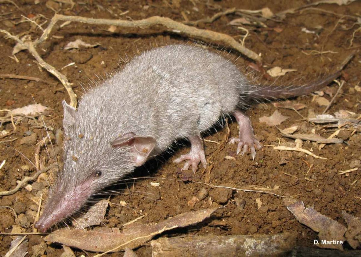 Мускусная крыса чучундра