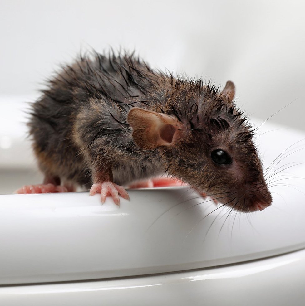 Крыса разведчик