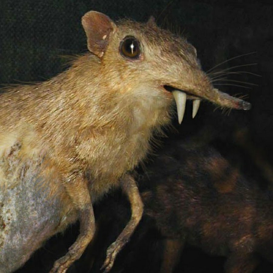 Яванский малый канчиль