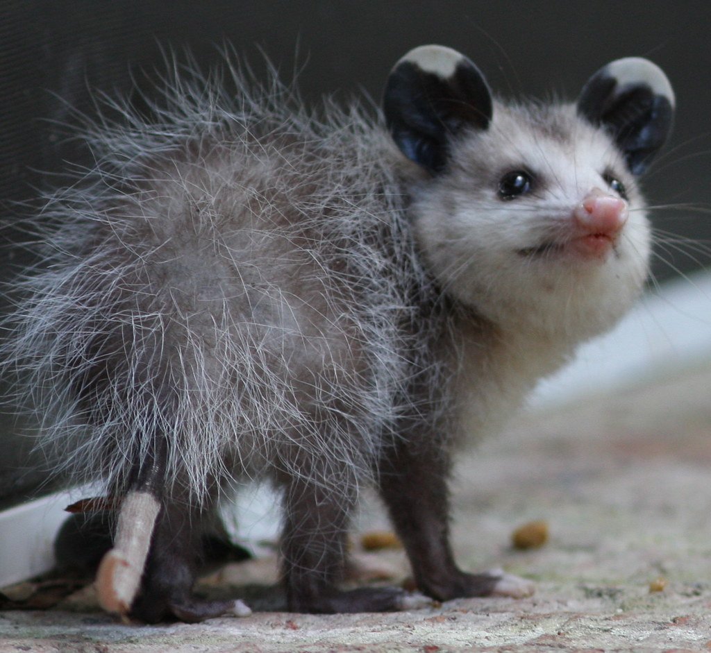 Опоссум окрас