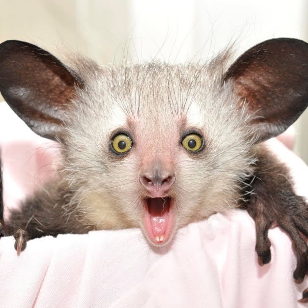 Мадагаскарская рука ножка