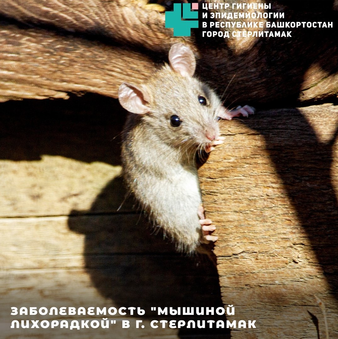 Крыса полиция