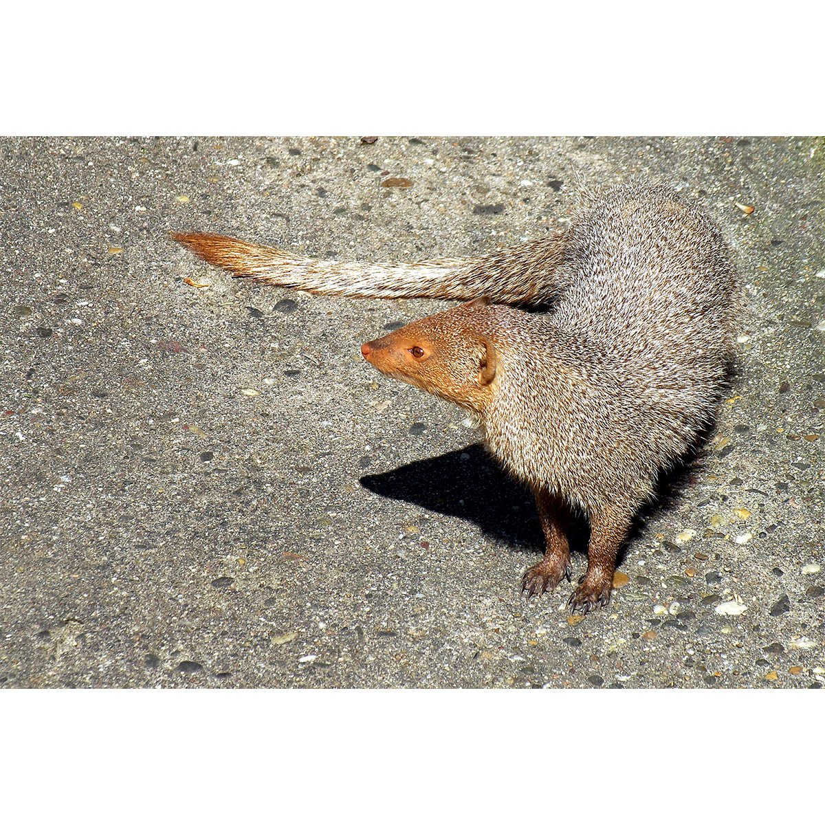 Гигантская белозубка чучундра