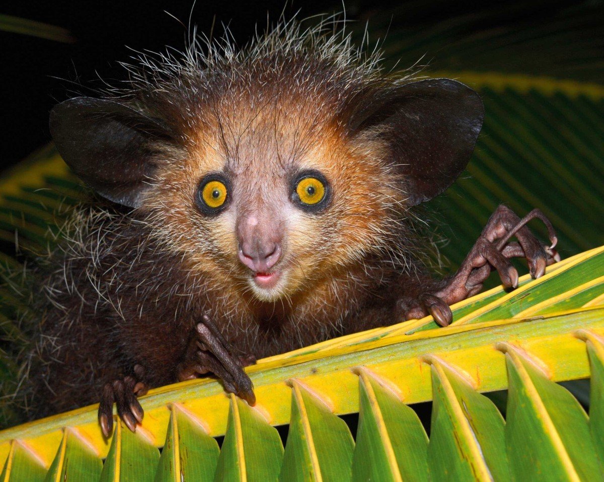 Мадагаскарская Айе–Айе