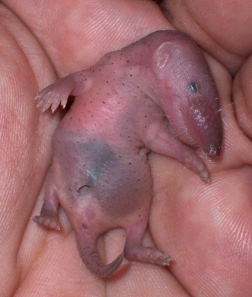 Бурозубка крошечная Детеныши