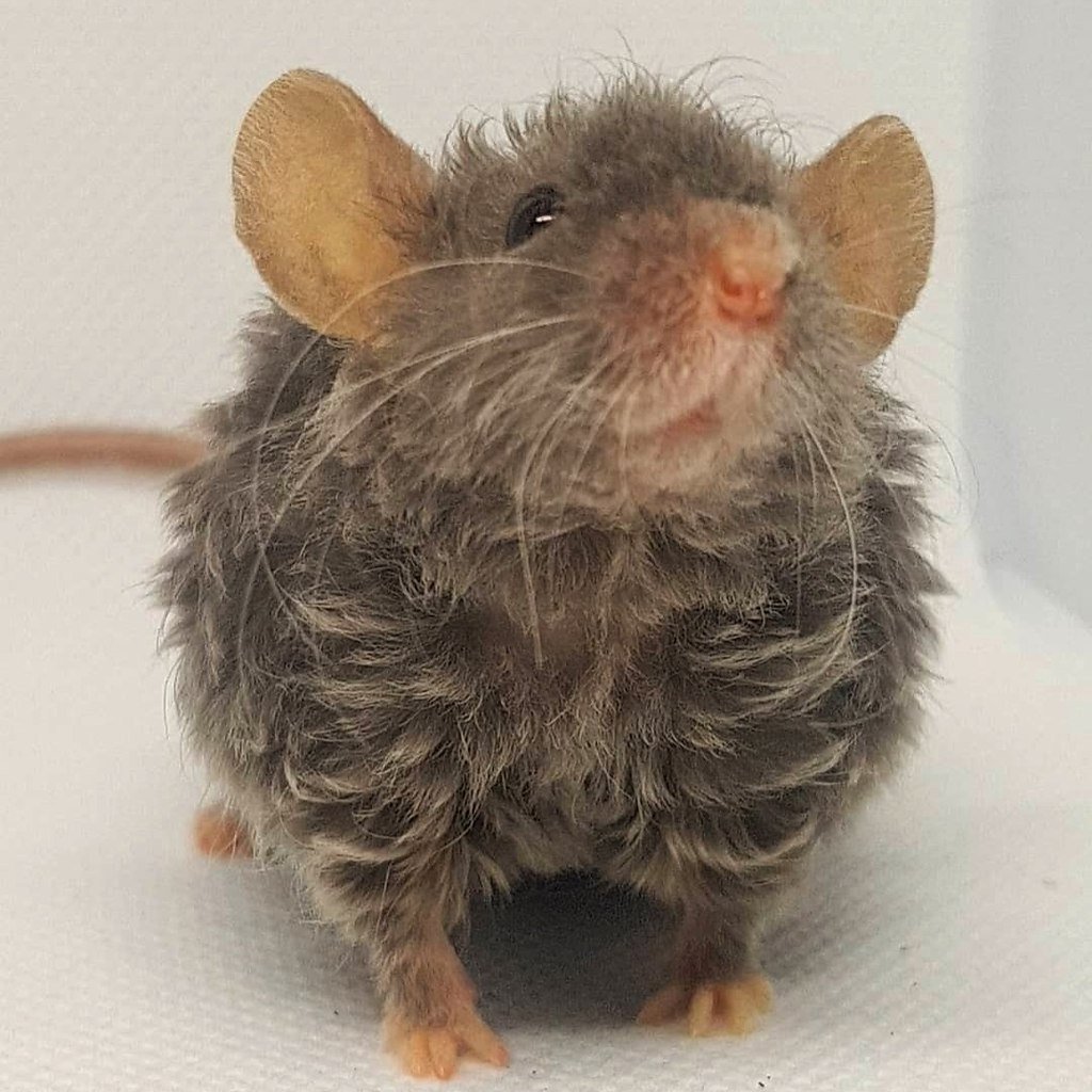 Кудрявая крыса Дамбо рекс