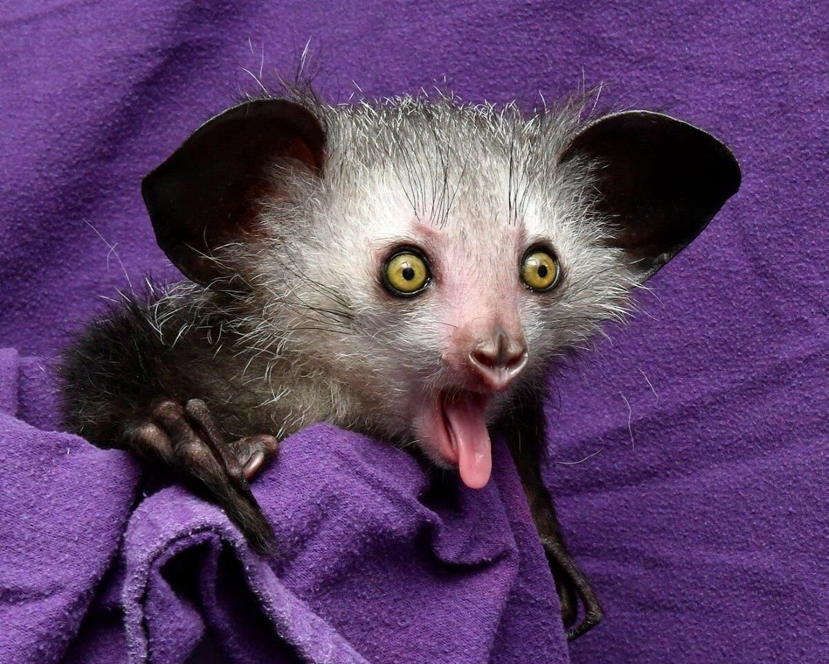 Мадагаскарская руконожка полуобезьяна