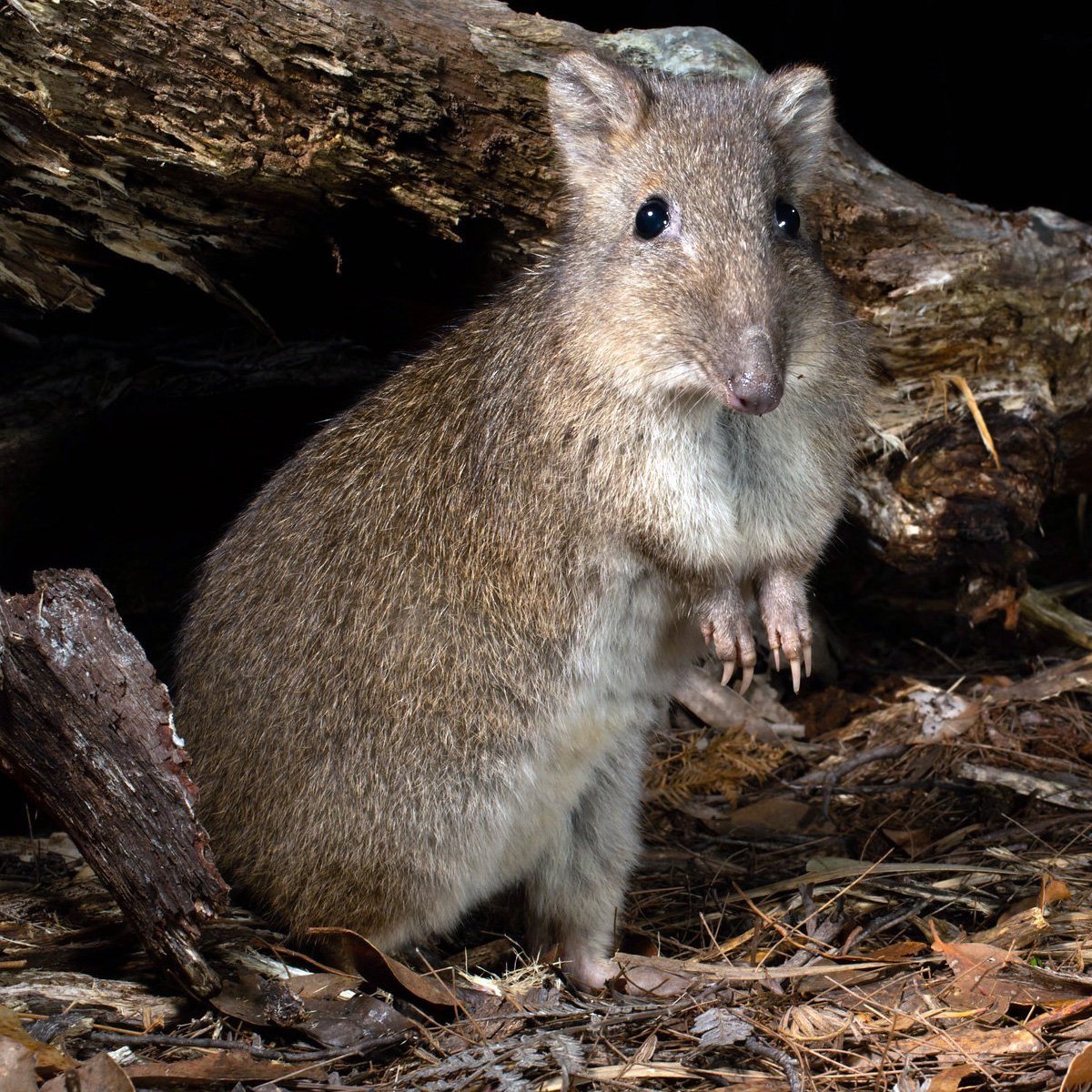 Кенгуровая крыса потору