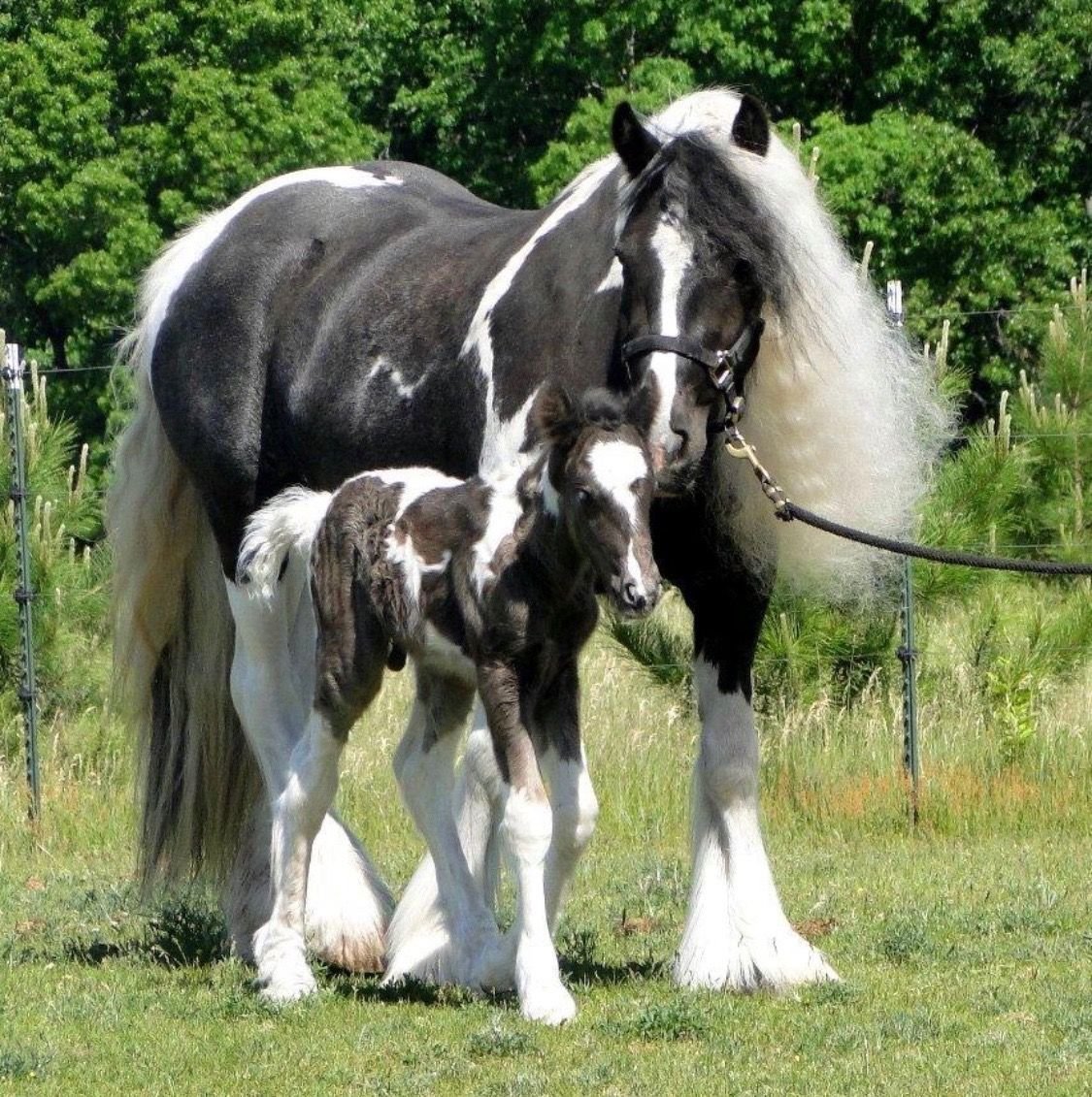 Тяжеловоз Шайр жеребенок