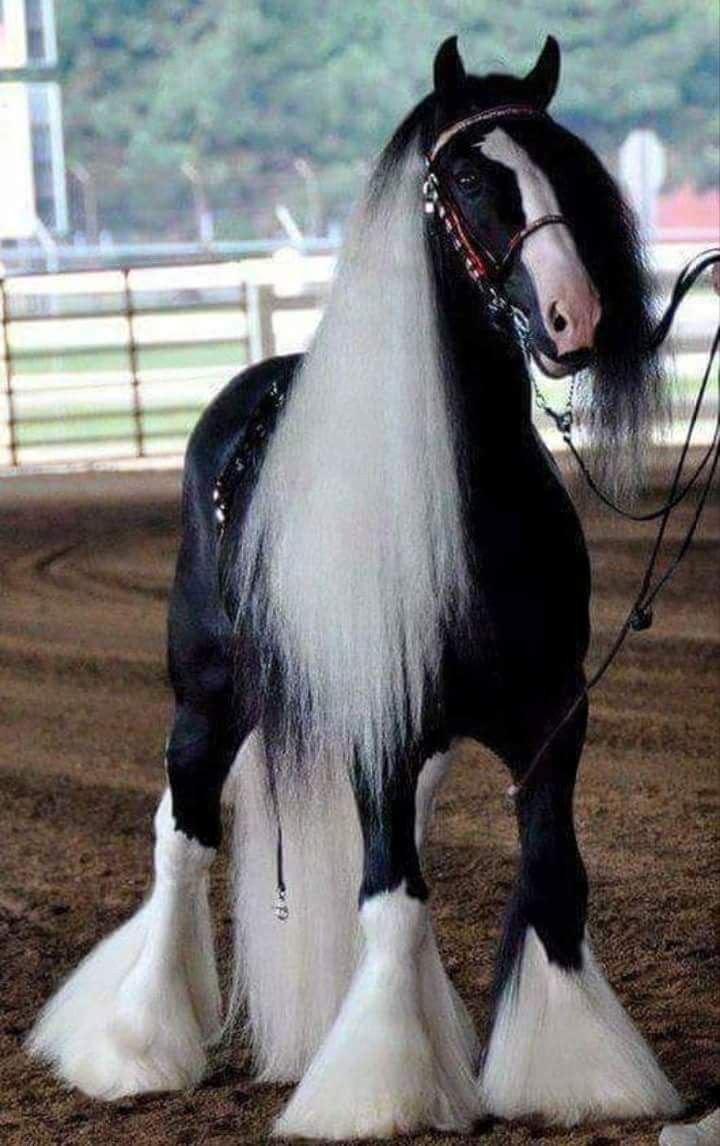 Порода Шайр