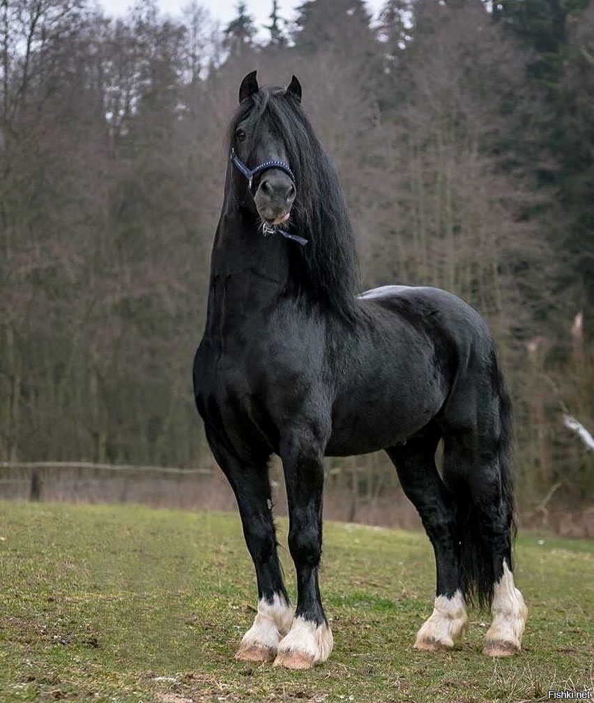 Порода Шайр