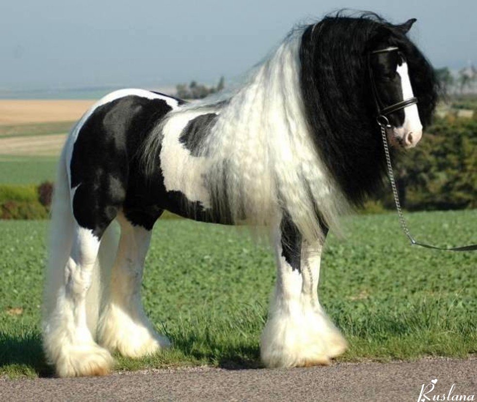 Лошади породы Тинкер