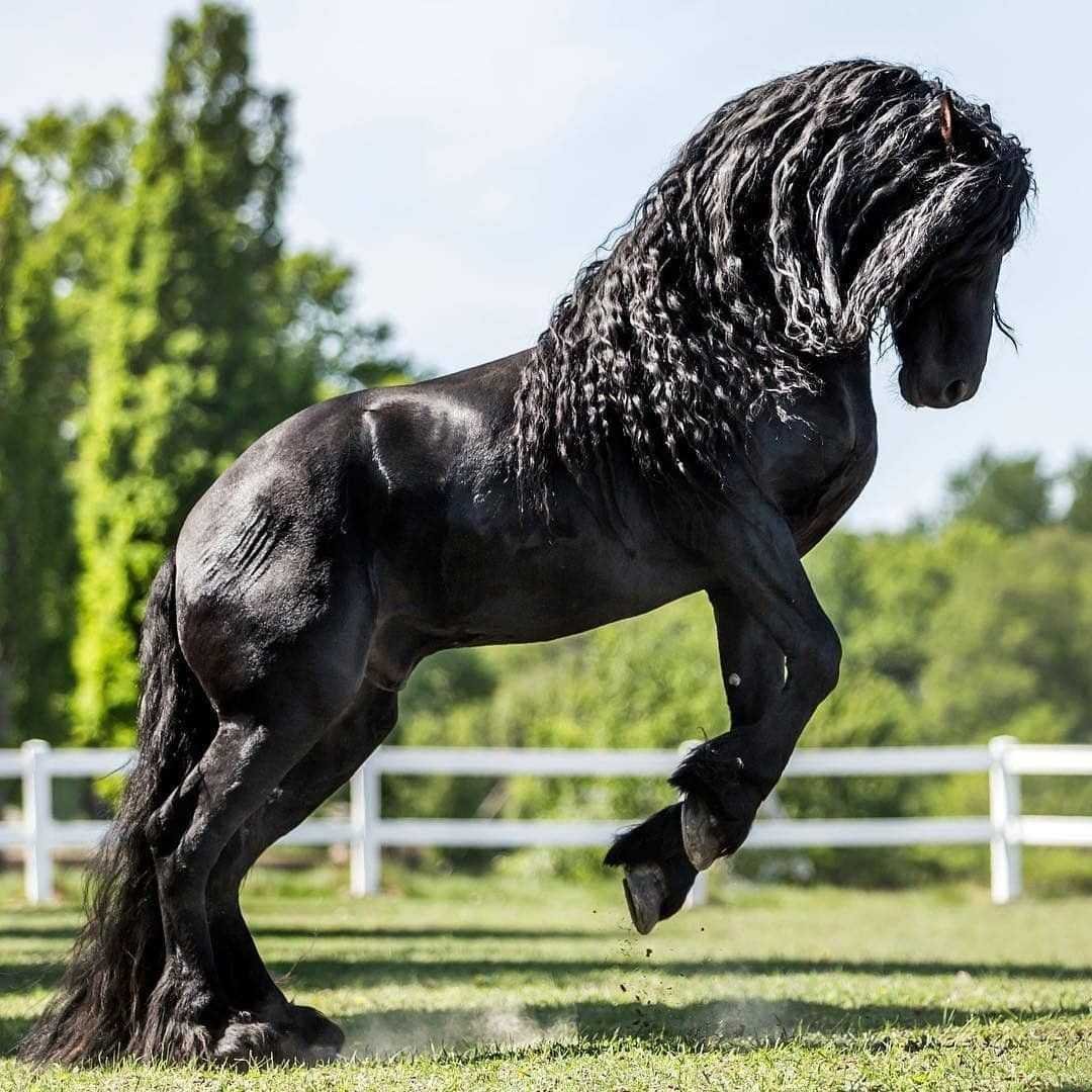 Фризская лошадь Пинто