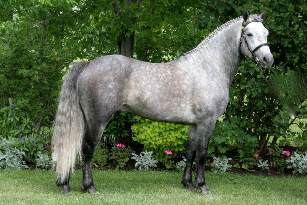 Лошадь породы пони Коннемара