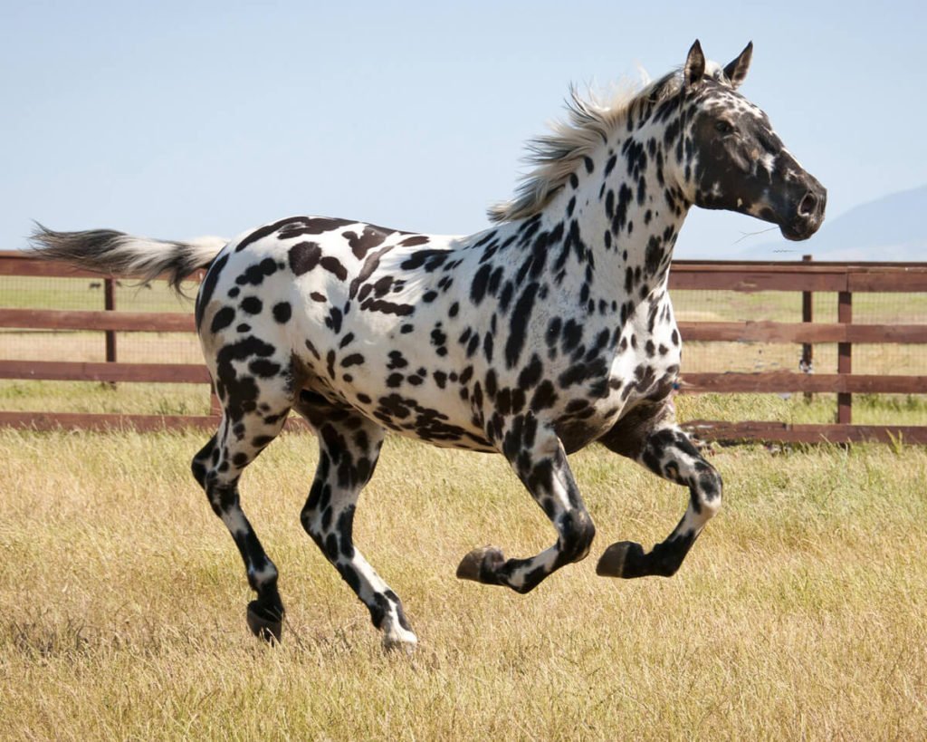 Аппалуза чубарая порода лошадей