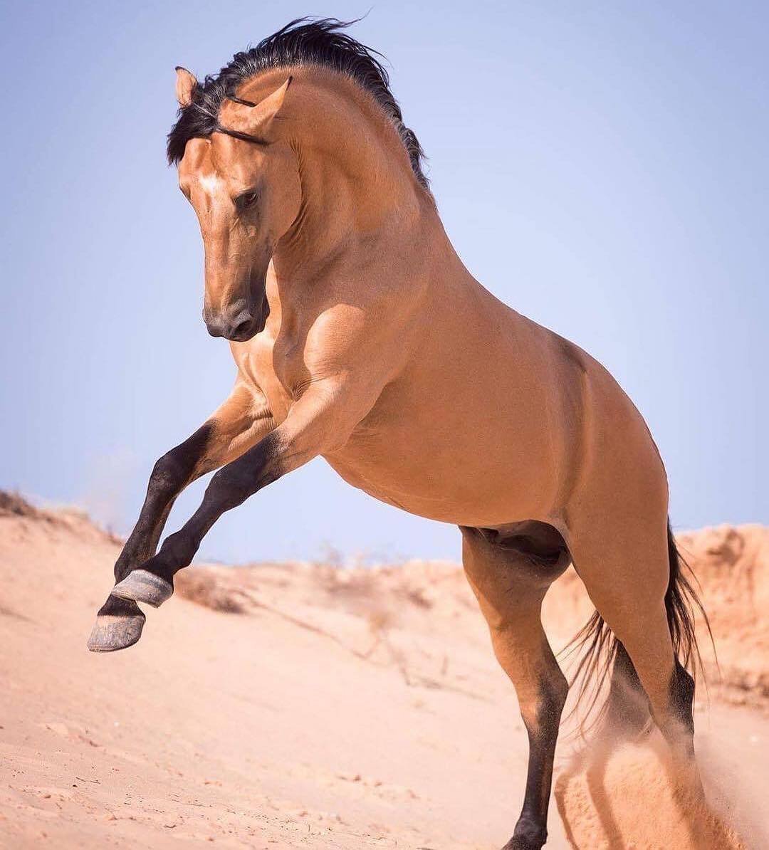 Спирит Мустанг Доннер