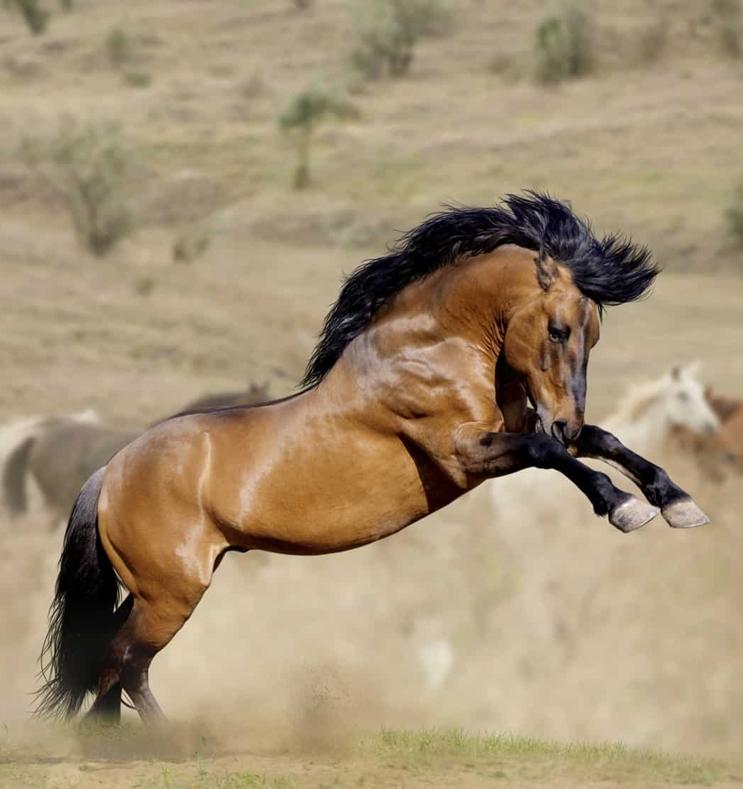 Ахалтинский Мустанг