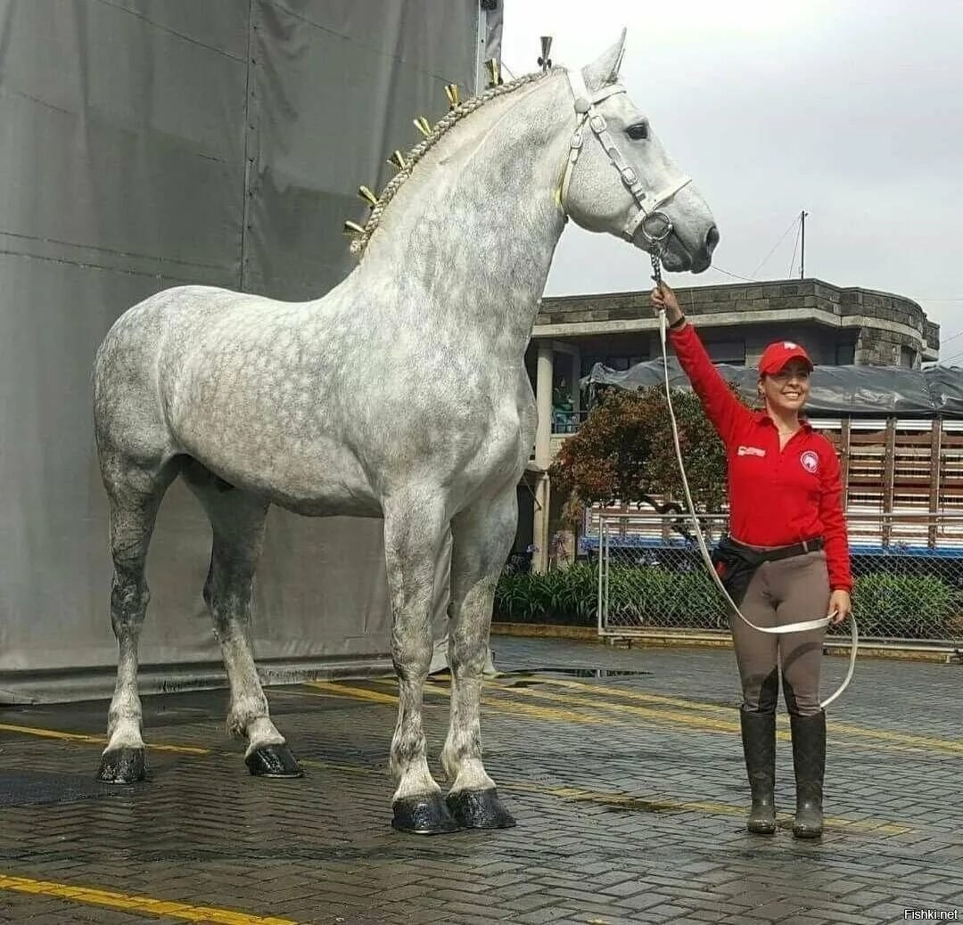 Першонская попода лошади