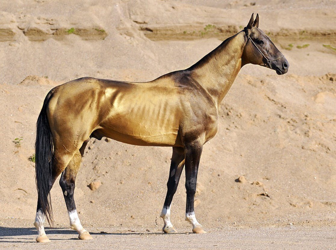 Порода лошадей ахалтекинец